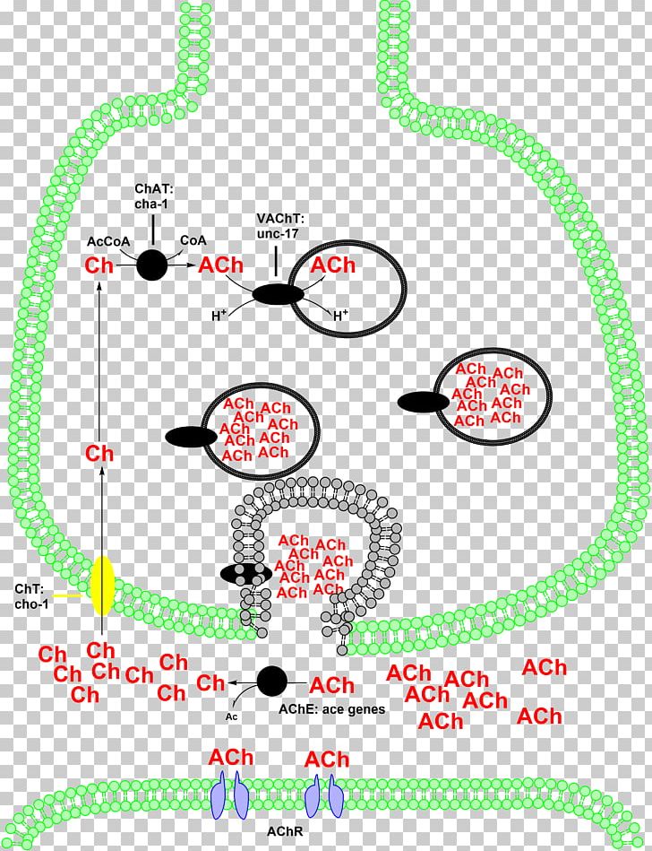 Choline Acetyltransferase Carnitine O-palmitoyltransferase Acetylcholine PNG, Clipart, Acetylcholine, Acetylcoa, Acetyltransferase, Ach, Acyltransferase Free PNG Download