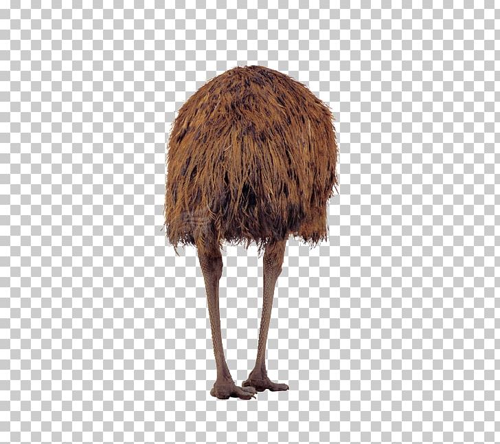 Common Ostrich Bird Cat Real Animal Sounds PNG, Clipart, Animal, Animals, Ass, Bad Ass, Big Free PNG Download