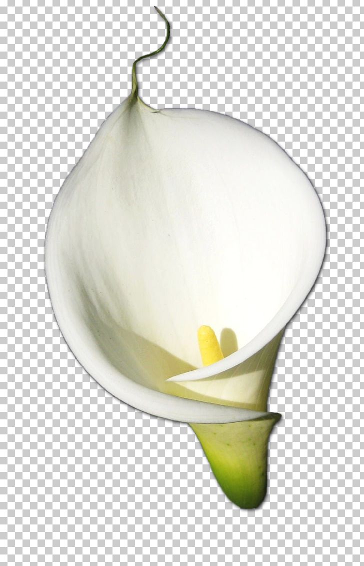 Rose Flower Arum-lily PNG, Clipart, Arum Lily, Arumlily, Calla, Callalily, Display Resolution Free PNG Download