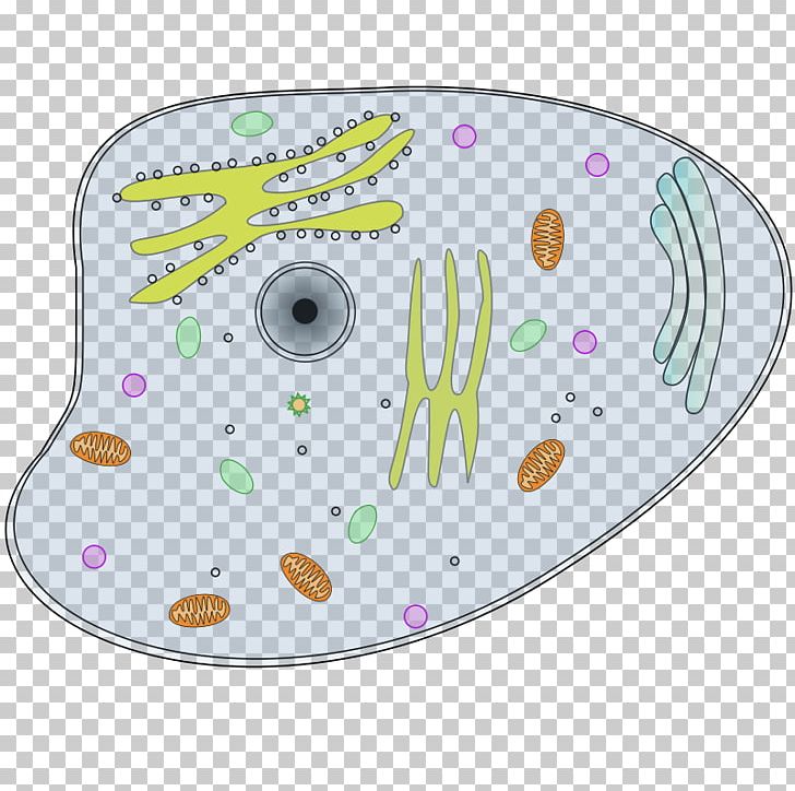 Animal Cell Plant PNG, Clipart, Animal, Biology, Cell, Circle, Eukaryote Free PNG Download