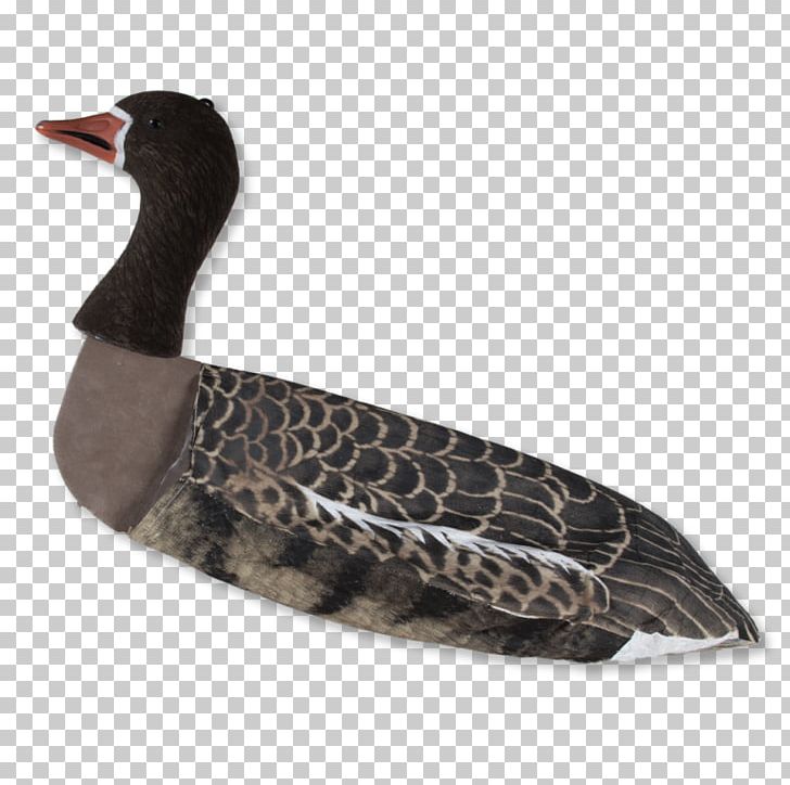 Duck Greylag Goose Lokkefugl Greater White-fronted Goose PNG, Clipart, Animals, Beak, Bird, Canada Goose, Crow Free PNG Download
