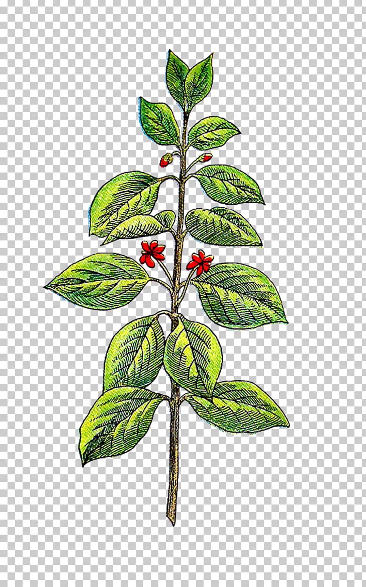 Herb Vintage Basil PNG, Clipart, Aquifoliaceae, Basil, Branch, Culinary Arts, Herb Free PNG Download