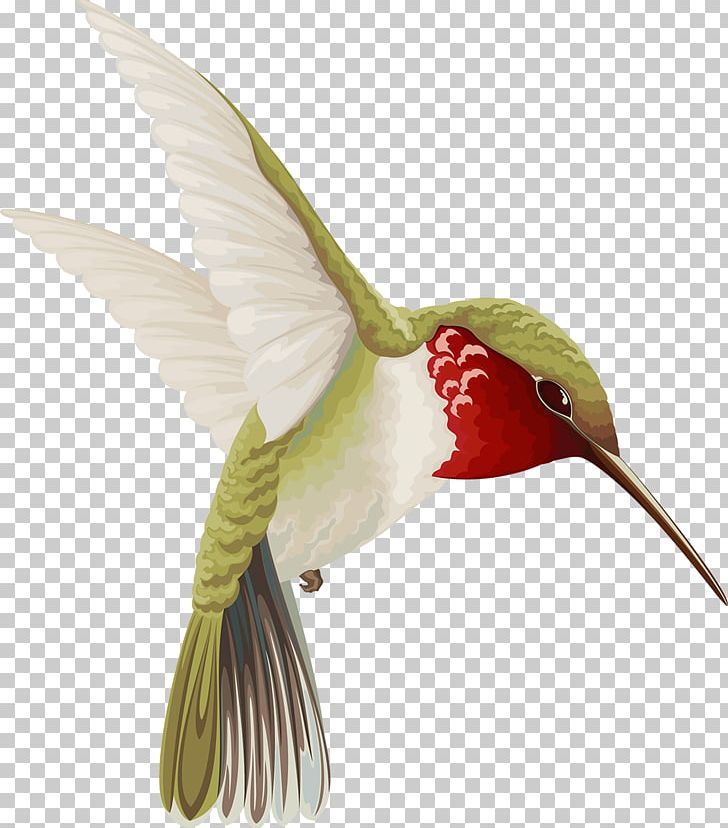 Hummingbird Drawing PNG, Clipart, Animal, Animals, Beak, Bird, Computer Icons Free PNG Download