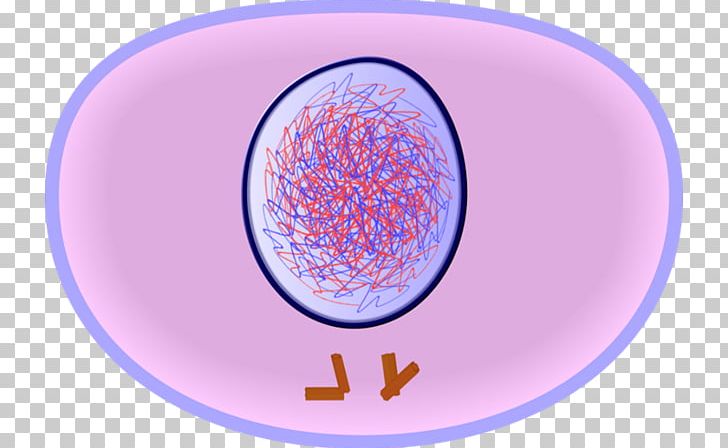 Interphase Cell Cycle Mitosis Cell Division PNG, Clipart, Anaphase, Blue, Cell, Cell Cycle, Cell Division Free PNG Download
