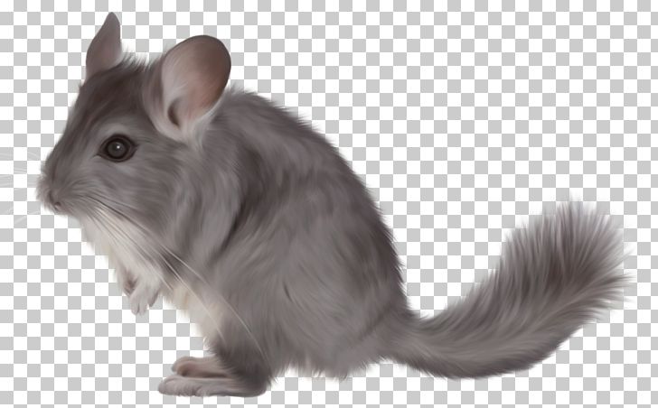 Short-tailed Chinchilla PNG, Clipart, Animal, Animals, Chinchilla, Clipart, Clip Art Free PNG Download