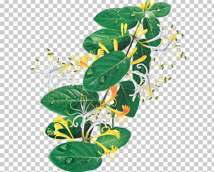 Tea Lonicera Japonica Chinese Herbology Chenpi PNG, Clipart, Advertising, Chrysanthemum Chrysanthemum, Chrysanthemums, Chrysanthemum Vector, Flower Free PNG Download