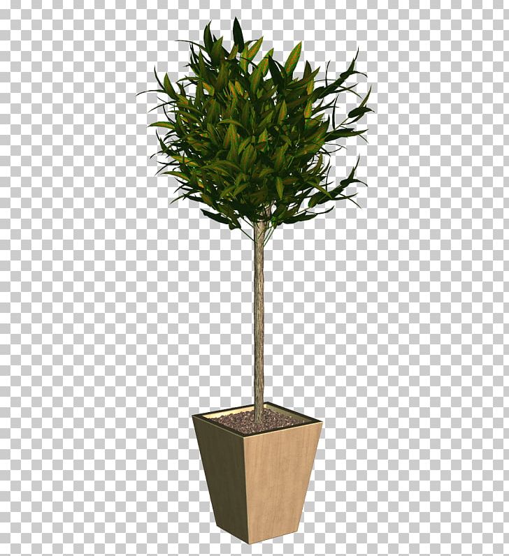 Treelet Plant Trunk Japanese Holly PNG, Clipart, Box, Cam Resimleri, Evergreen, Flowerpot, Houseplant Free PNG Download