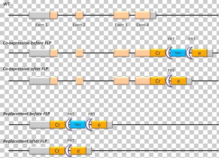 Cre Recombinase FLP-FRT Recombination Gene Targeting Cre-Lox Recombination PNG, Clipart, Angle, Brand, Chimera, Conditional Gene Knockout, Crelox Recombination Free PNG Download