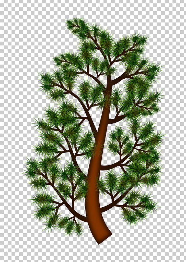 Pine Branch Tree PNG, Clipart, Branch, Computer Icons, Conifer, Conifer Cone, Conifers Free PNG Download