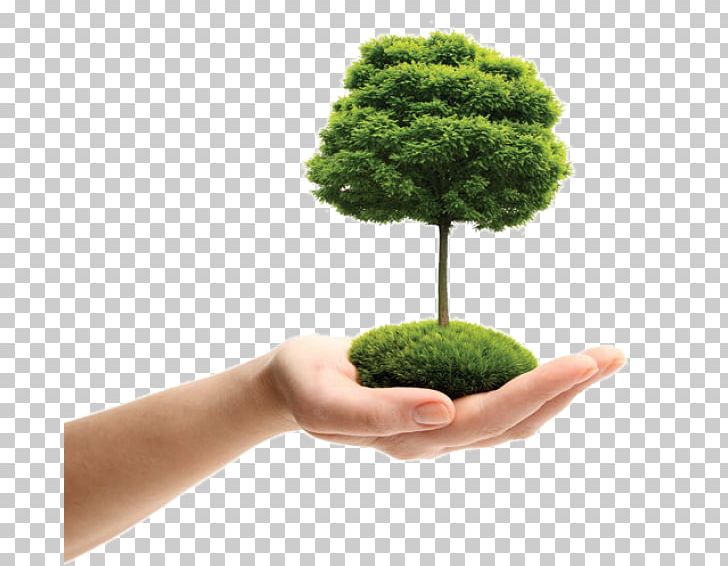 Portable Network Graphics Tree Arborist PNG, Clipart, Arboriculture, Arborist, Desktop Wallpaper, European Flower Vine, Flowerpot Free PNG Download