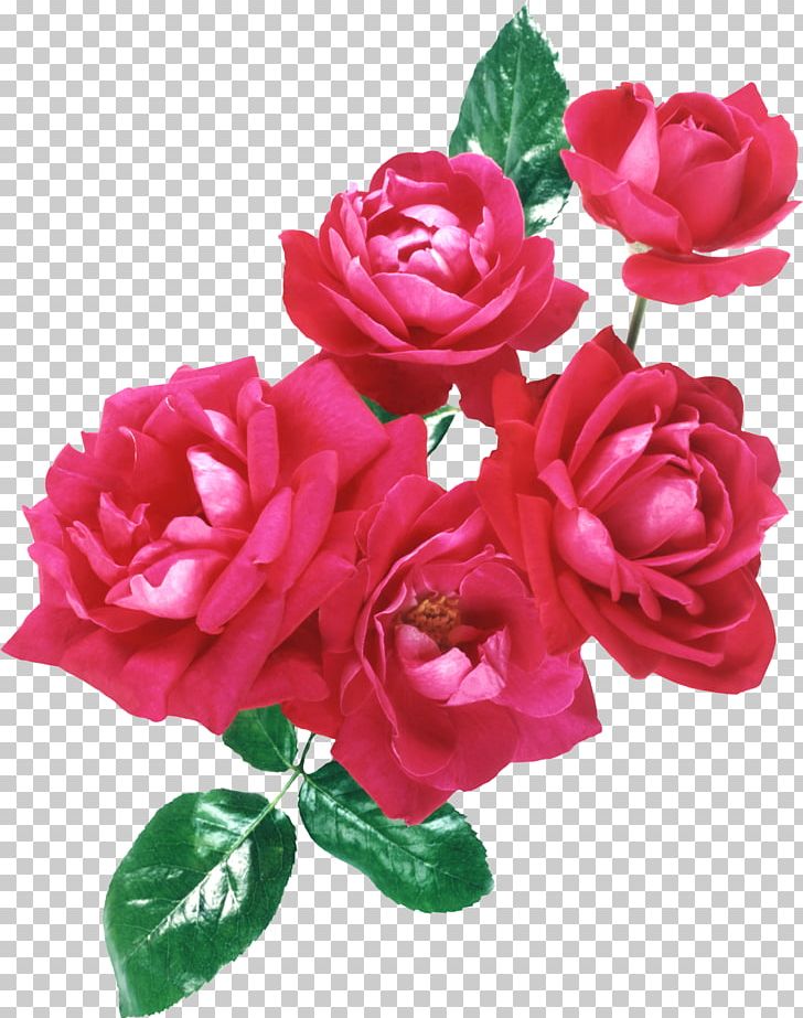 Tatiana Day Holiday Ansichtkaart January 25 PNG, Clipart, Annual Plant, Artificial Flower, China Rose, Country, Decorative Free PNG Download