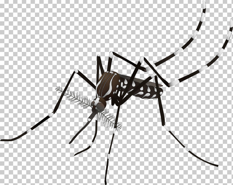 Mosquito Dengue Fever Viral Hemorrhagic Fever Suipacha Partido Municipio De Suipacha PNG, Clipart, Black White M, Bleeding, Cria, Dengue Fever, Drum Free PNG Download