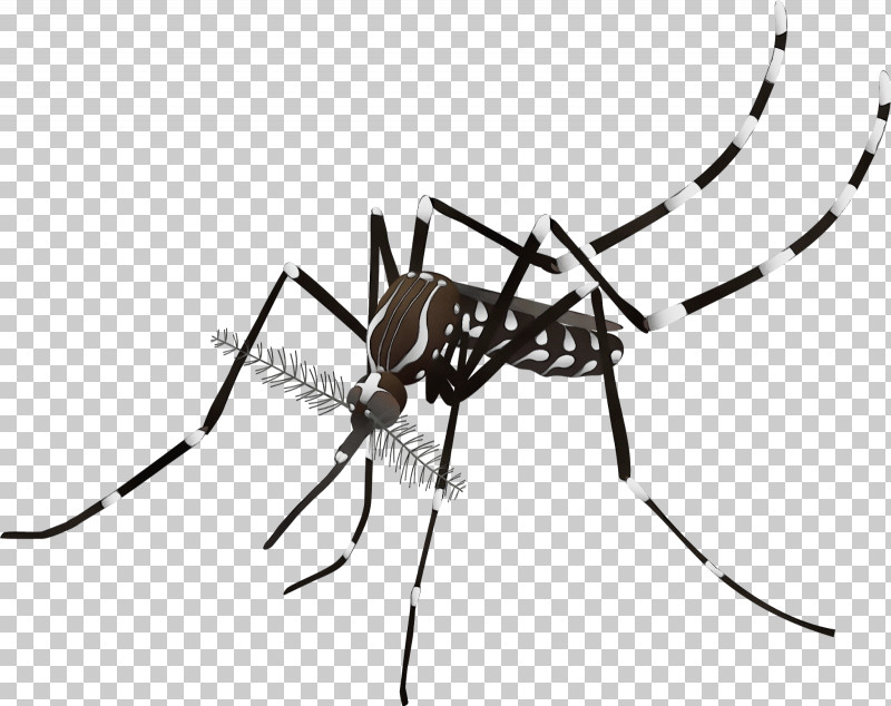 dengue hemorrhagic fever virus