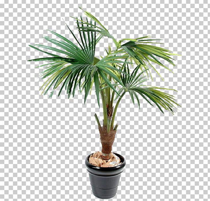 Arecaceae Date Palms Dates Tree Trunk PNG, Clipart, Arecaceae, Arecales, Borassus Flabellifer, Chamaerops, Chamaerops Humilis Free PNG Download