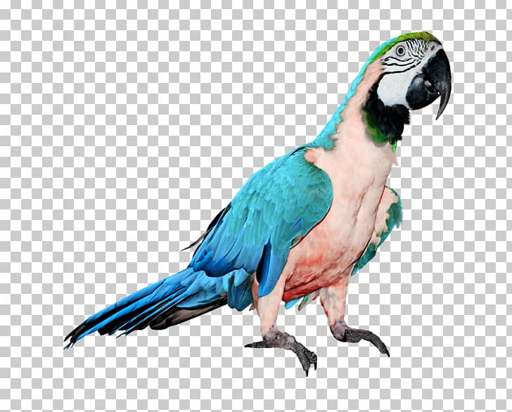 Budgerigar Cockatiel PNG, Clipart, Animals, Beak, Bird, Blue, Blue Parrot Free PNG Download