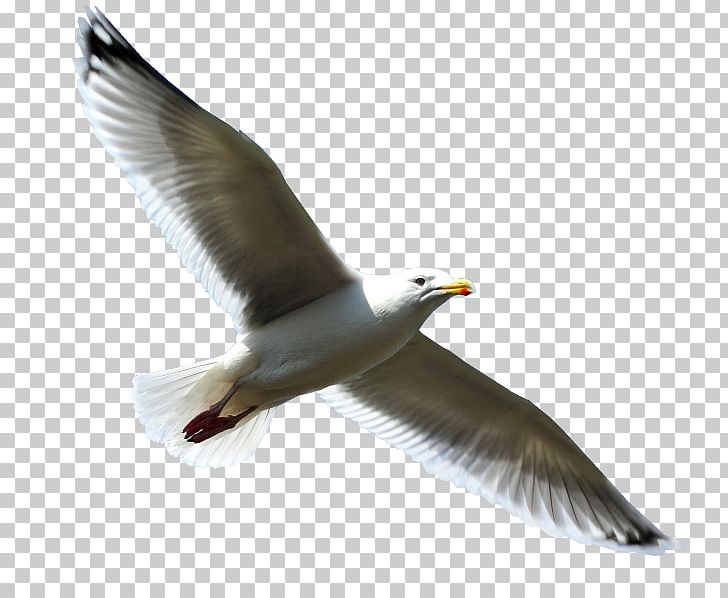 European Herring Gull Bird PNG, Clipart, Animal, Animals, Animation, Beak, Cartoon Free PNG Download
