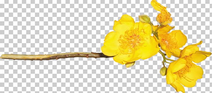 Petal Flower Chrysanthemum PNG, Clipart, Art, Branch, Chrysanthemum, Desktop Wallpaper, Flower Free PNG Download