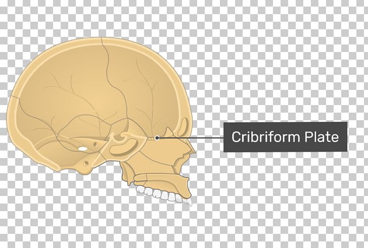 Skull Cribriform Plate Orbital Lamina Of Ethmoid Bone Ethmoid Sinus PNG, Clipart, Anatomy, Axial Skeleton, Bone, Brain, Brand Free PNG Download