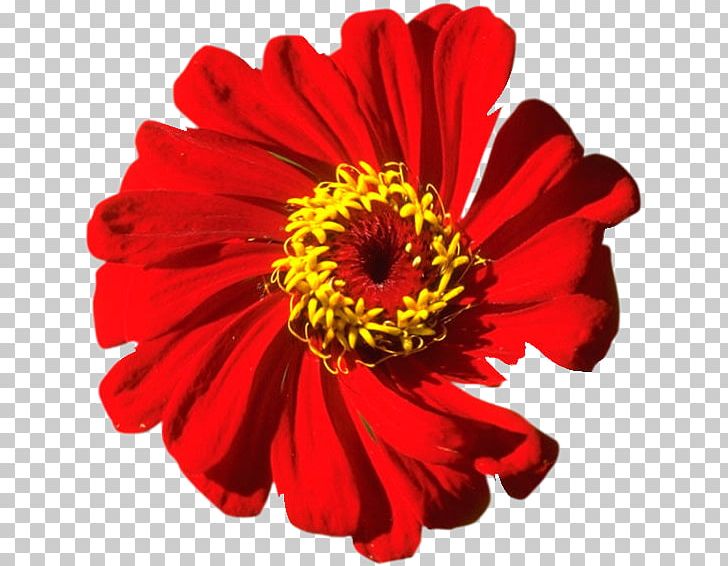 Transvaal Daisy Broccoli Chrysanthemum Cut Flowers Autumn PNG, Clipart,  Free PNG Download