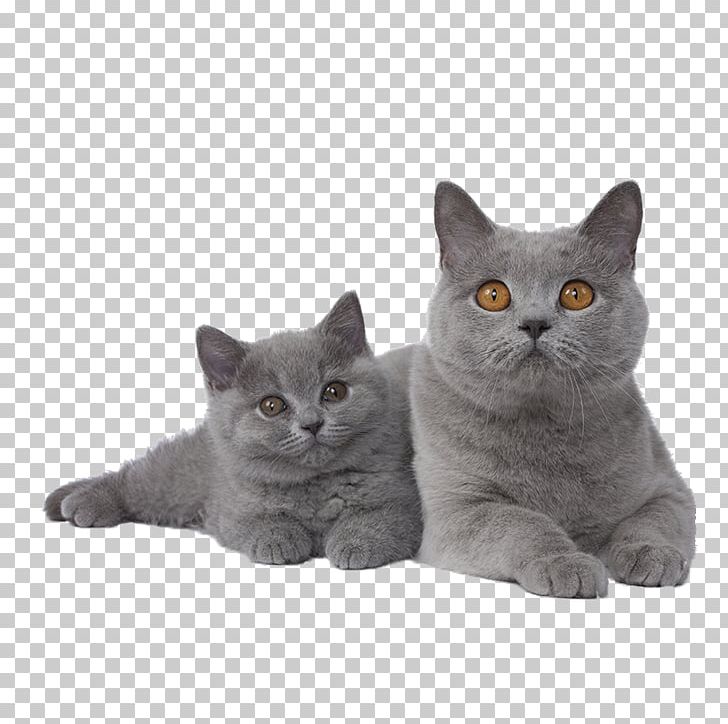 British Shorthair Exotic Shorthair Siamese Cat Chartreux Kitten PNG, Clipart, American Wirehair, Animal, Animals, Asian, Carnivoran Free PNG Download