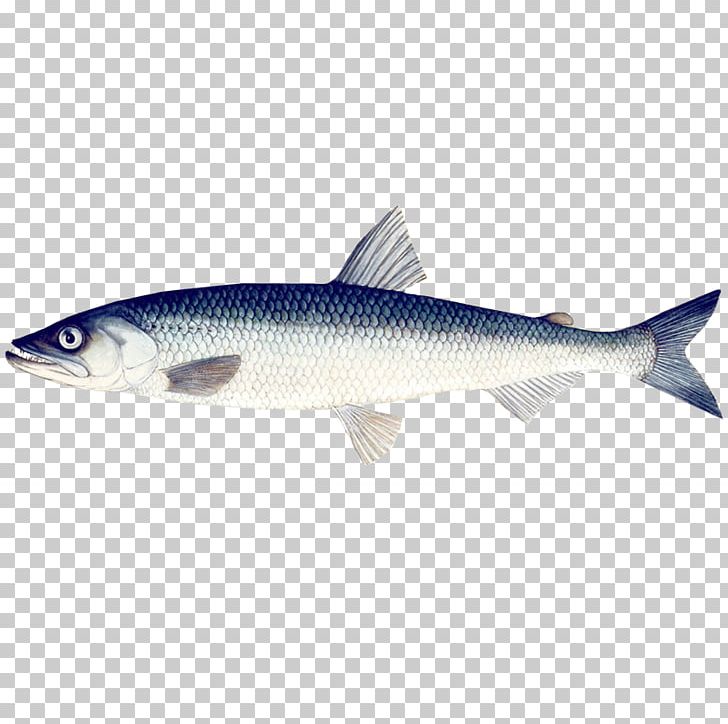 Sardine Förderkreis Rettet Die Elbe Mühlenberger Loch Bony Fishes PNG, Clipart, Animals, Barramundi, Bass, Bony Fish, Bony Fishes Free PNG Download
