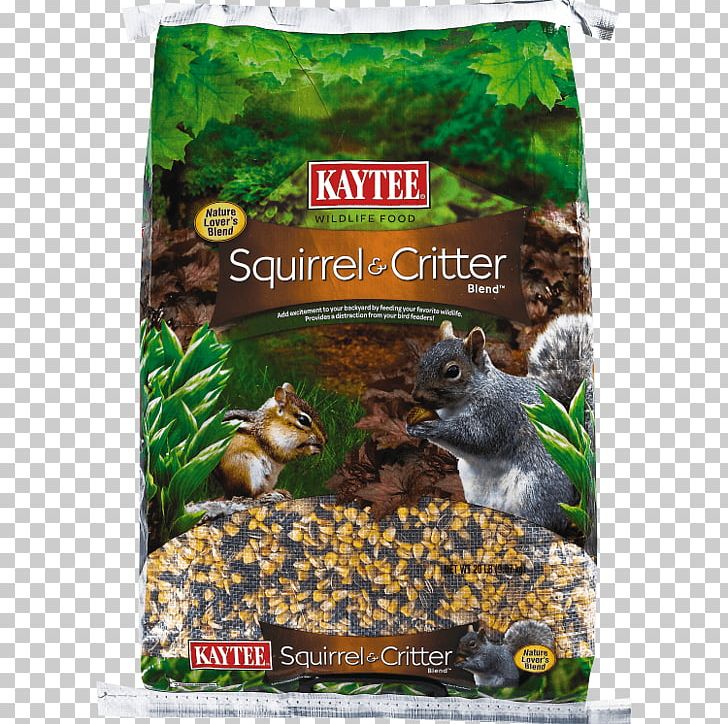 Squirrel Bird Food Kaytee Parrot PNG, Clipart, Bird, Bird Feeders, Bird Food, Cereal, Fauna Free PNG Download