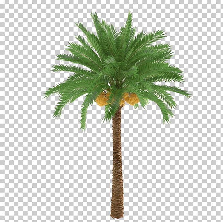 African Oil Palm Arecaceae Tree Trunk Plant PNG, Clipart, African Oil Palm, Arecaceae, Arecales, Borassus Flabellifer, Coconut Free PNG Download