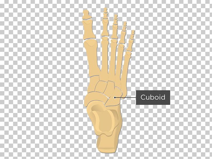 Cuneiform Bones Tarsus Metatarsal Bones Medial Cuneiform Bone Foot PNG, Clipart, Ankle, Bone, Cuboid, Cuboid Bone, Cuneiform Bones Free PNG Download