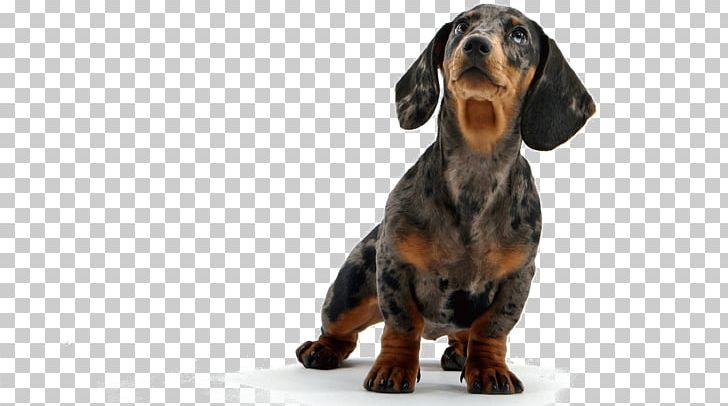 Dachshund Puppy Pembroke Welsh Corgi Desktop PNG, Clipart, 4k Resolution, 1080p, Animals, Carnivoran, Computer Free PNG Download