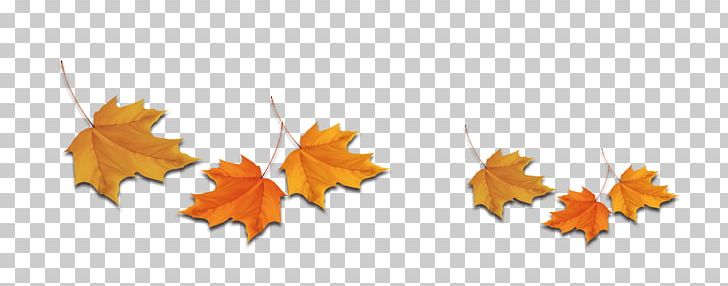 Maple Leaf Deciduous PNG, Clipart, Akiba, Autumn Leaf, Bookmark, Computer, Computer Wallpaper Free PNG Download