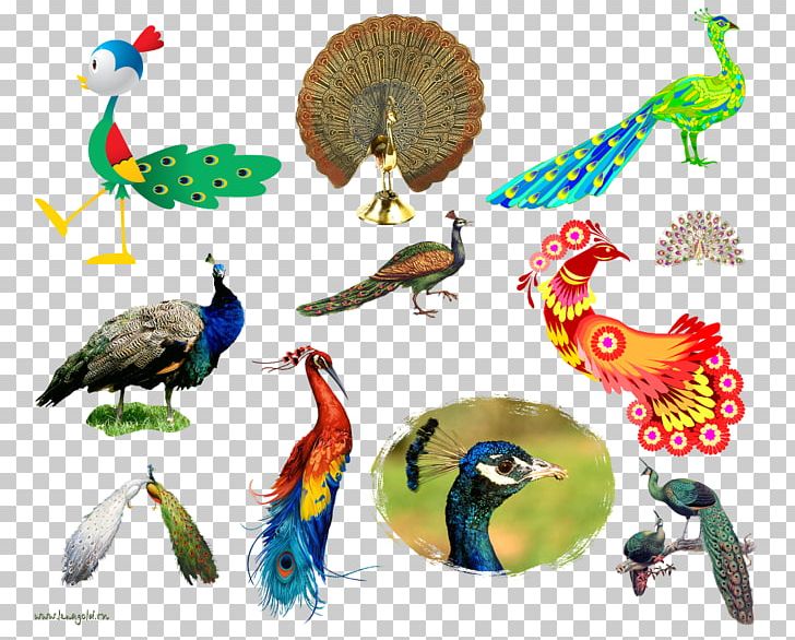 Bird Beak Feather PNG, Clipart, Animals, Asiatic Peafowl, Asuka, Beak, Bird Free PNG Download