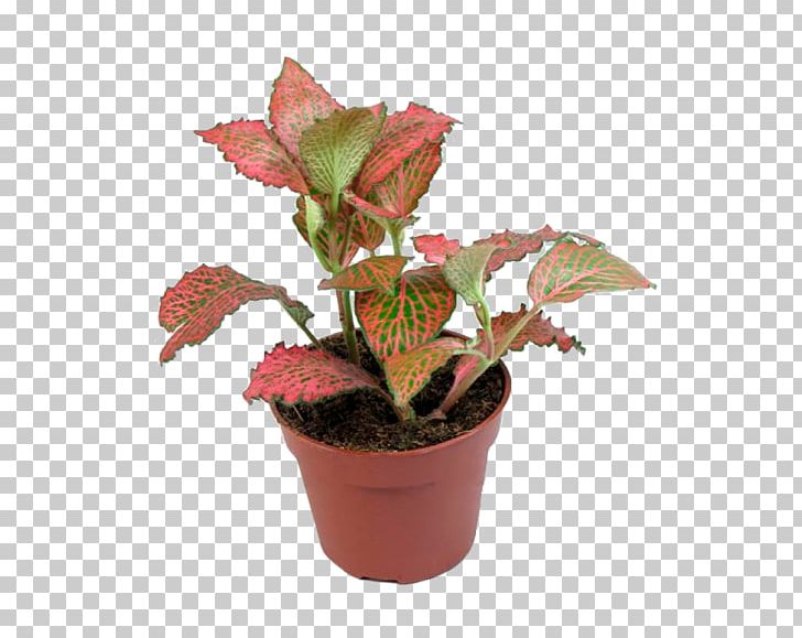 Fittoniya Houseplant Fittonia Plants Wolffia Arrhiza PNG, Clipart, Fittonia, Flower, Flowering Plant, Flowerpot, Houseplant Free PNG Download