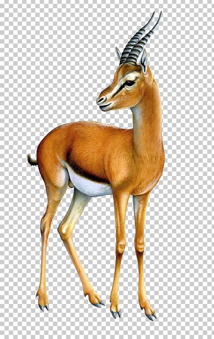 Gazelle Antelope PNG, Clipart, Animals, Antelope, Clip Art, Cow Goat Family, Deer Free PNG Download