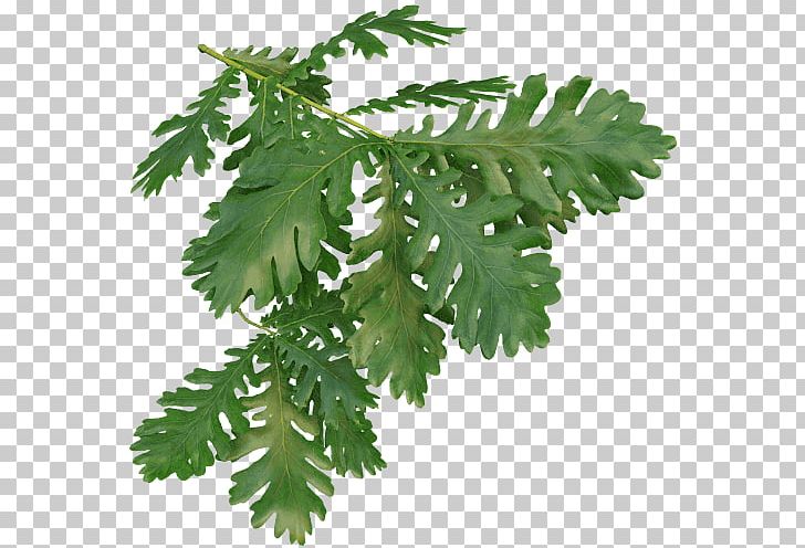 Leaf Quercus Frainetto Tree Willow Oak Twig PNG, Clipart, Grove, Herb, Hungarian, Leaf, Leaf Vegetable Free PNG Download