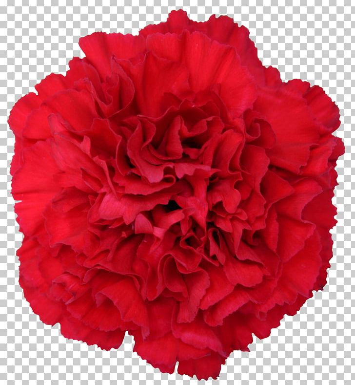 Carnation Cut Flowers Garden Roses Dianthus Chinensis PNG, Clipart, Burgundy, Carnation, Centifolia Roses, Cut Flowers, Dianthus Free PNG Download