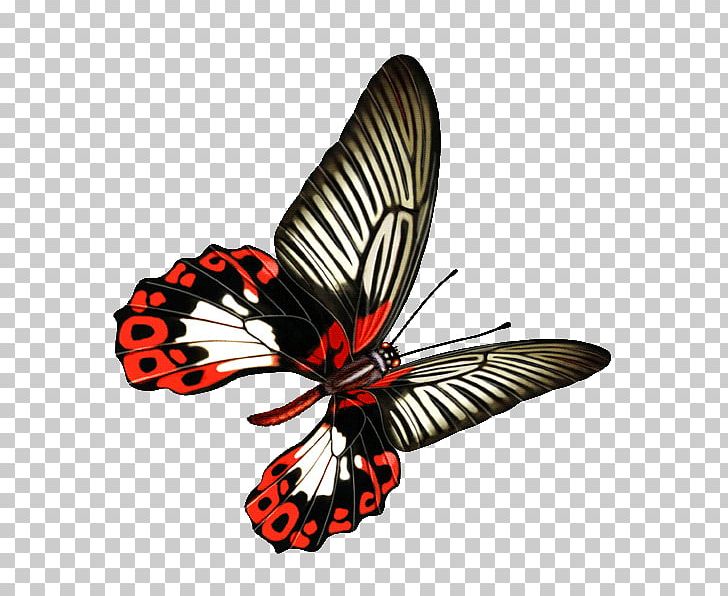Monarch Butterfly PNG, Clipart, Arthropod, Blog, Blue Butterfly, Brush Footed Butterfly, Butt Free PNG Download