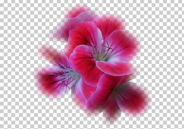 Blingee PNG, Clipart, Avatar, Blingee, Closeup, Coquelicot, Flower Free PNG Download