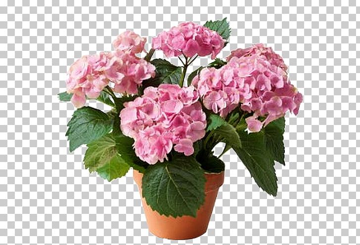 Cut Flowers Fleurs & Nature Interflora Hydrangea PNG, Clipart, Annual Plant, Cornales, Cut Flowers, Fleurs Nature, Florist Free PNG Download