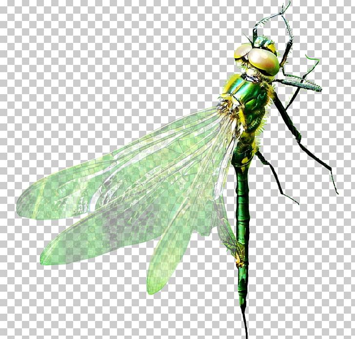 Dragonfly Pterygota PNG, Clipart, Animal, Arthropod, Dragonflies And Damseflies, Dragonfly, Drawing Free PNG Download