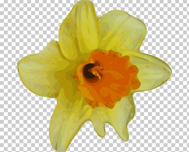 Flower Daffodil PNG, Clipart, Amaryllis Family, Color, Crocus, Daffodil, Drawing Free PNG Download