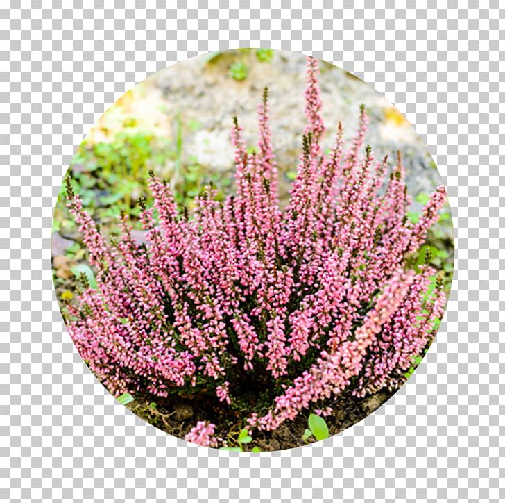 Garden Shrub Flower Plants Heath PNG, Clipart, Autumn, Bylina, Calluna, Cyclamen, Flower Free PNG Download