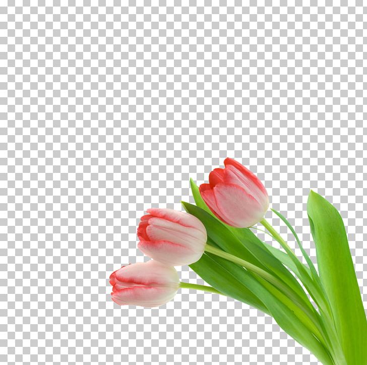 Pink Flowers Tulip PNG, Clipart, 3d Three Dimensional Flower, Closeup, Computer Wallpaper, Cut Flowers, Euclidean Vector Free PNG Download