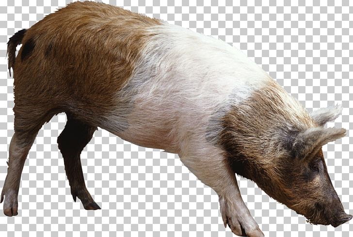 Wild Boar Mummy Pig PNG, Clipart, Animals, Clip Art, Computer Icons, Display Resolution, Domestic Pig Free PNG Download