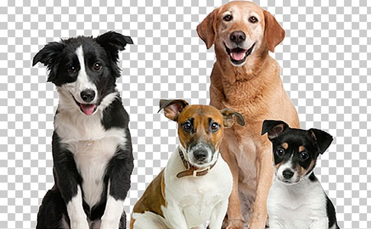 Dog Pet Sitting Puppy Cat PNG, Clipart, Animals, Breed, Breed Group Dog, Canidae, Cat Free PNG Download