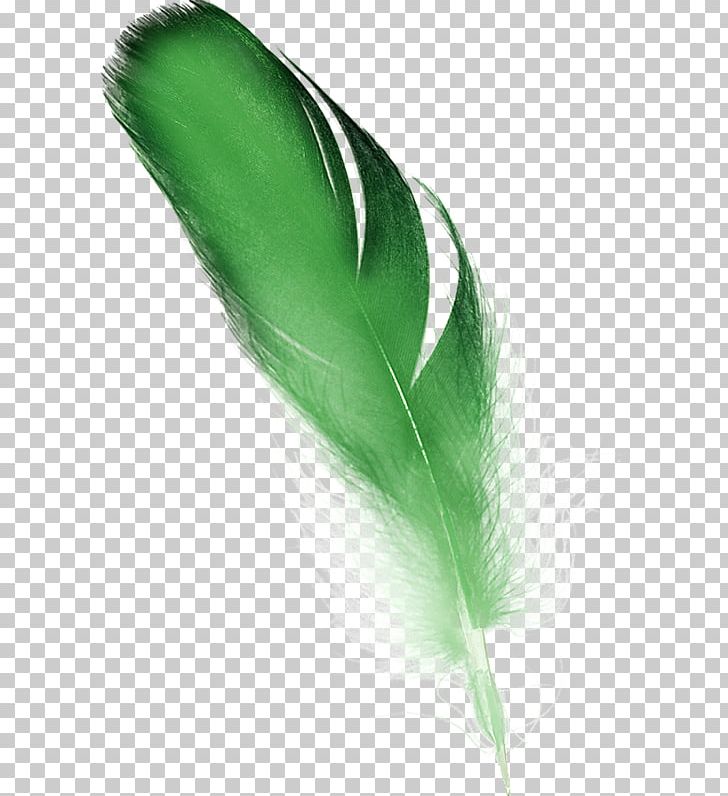 Feather Green PNG, Clipart, Adobe Fireworks, Animals, Color, Computer Software, Download Free PNG Download