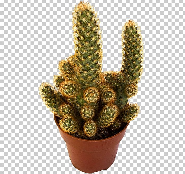 San Pedro Cactus Eastern Prickly Pear Triangle Cactus Cactaceae PNG, Clipart, Acanthocereus, Cactus, Caryophyllales, Download, Echinocereus Free PNG Download