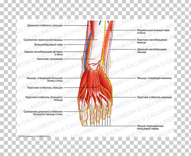Thumb Flexor Digitorum Longus Muscle Nerve Flexor Hallucis Longus Muscle PNG, Clipart, Anatomy, Arm, Blood Vessel, Diagram, Finger Free PNG Download