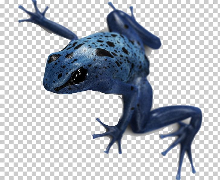 Toad True Frog Blue Poison Dart Frog Vertebrate PNG, Clipart, Amphibian, Animal, Blue Poison Dart Frog, Dyeing Dart Frog, Electric Blue Free PNG Download
