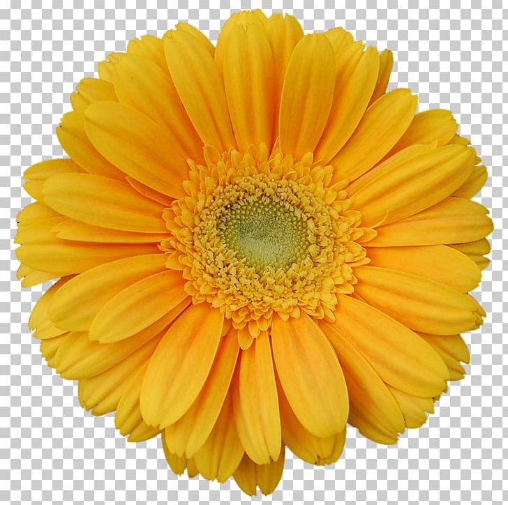 Transvaal Daisy Yellow Stock Photography Flower PNG, Clipart, Annual Plant, Calendula, Chrysanths, Color, Common Daisy Free PNG Download