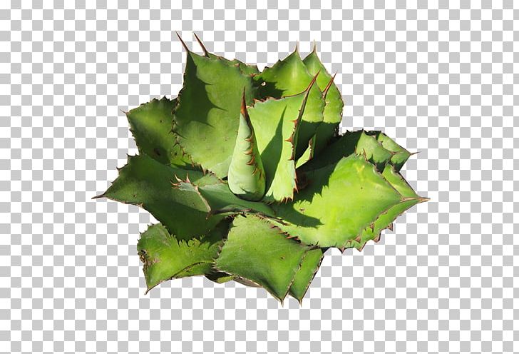 Agave Cupreata Succulent Plant Aztekium Cactaceae PNG, Clipart, Agave, Agave Cupreata, Agavoideae, Area, Aztekium Free PNG Download